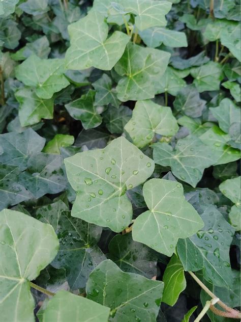 English Ivy Ground Cover 100 Bare Root Plants Etsy