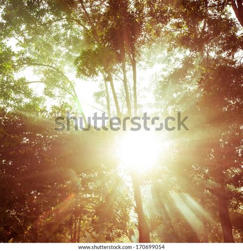 Beams Morning Sun Filtering Through Tree Stock Photo Edit Now 170699054