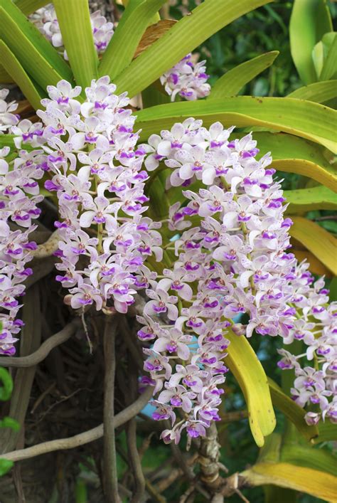 Foxtail Orchid Care Learn How To Grow Rhynchostylis Foxtail Orchid Plants Orchids Garden