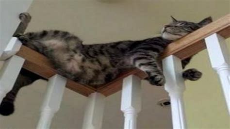 Funny Cats Sleeping In Weird Positions Compilation Cats Sleep In Weird Places Youtube