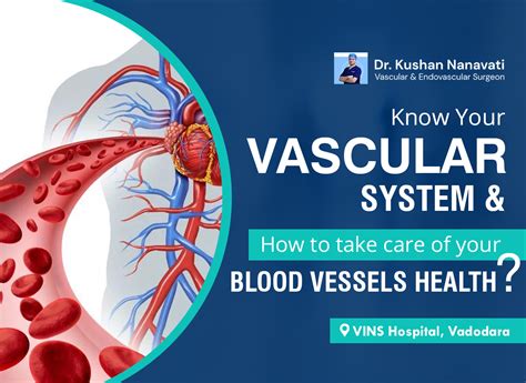 Know Your Vascular System And How To Take Care Of Your Blood Vessels