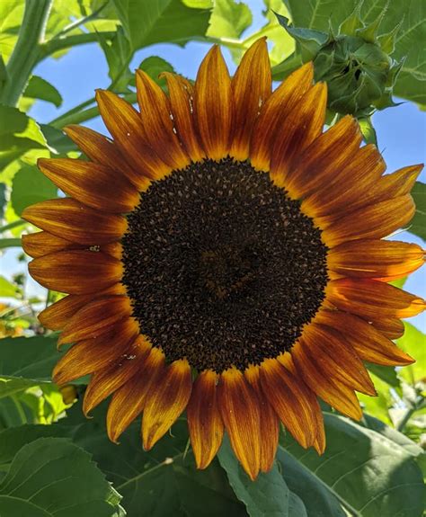 Sunflower Stems 3 Full Blooms Market Wagon Online Farmers Markets