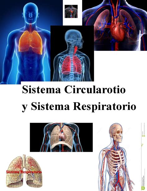 Sistemas Del Cuerpo Humano Respiratorio Y Circulatorio Kulturaupice