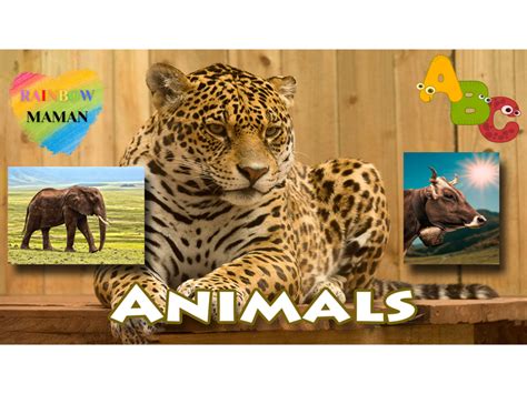 Learning the French Alphabet [Animals] | Teaching Resources