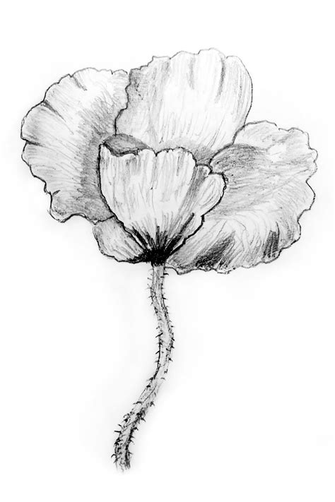Poppy Flower Botanical Drawing Flowers Drawing Botanical Flowers