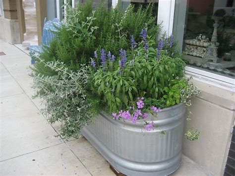 Rosemary Mexican Sage Basil Purple Verbena In A Water