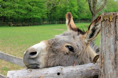 Kostenlose Foto Tier Tierwelt Zoo Säugetier Fauna Esel Augen