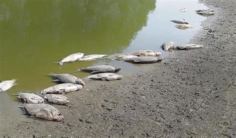 Droogte Zorgt Voor Kerkhof Vissen In Dreumel Demaasenwaler