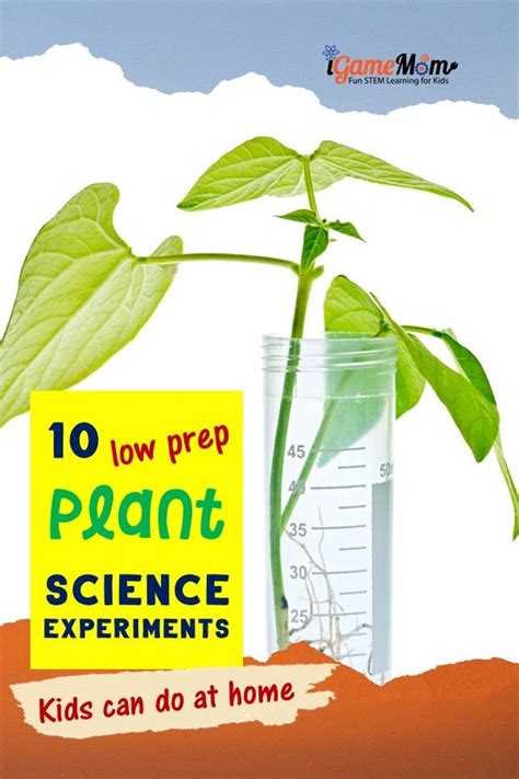 Animal cells do not contain a cell wall, while plant cells and fungi cells do. 10 Plant Science Experiments for Kids