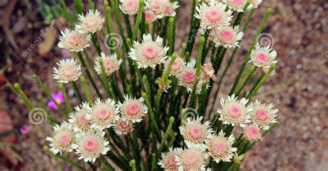 Western Australian Native Plants Plants Bc