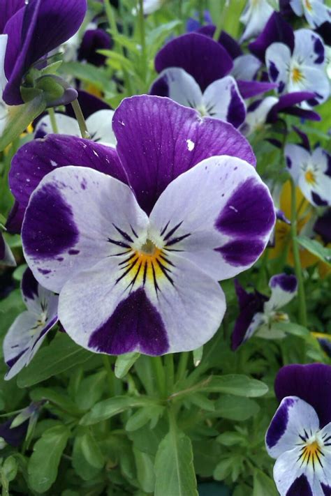 Pansy Like The Purple On Each Petal Unusual Flowers Beautiful Flowers