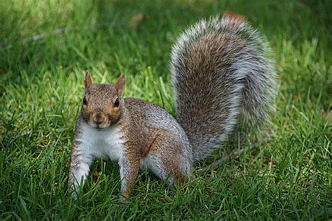 We did not find results for: Beware a staggering squirrel in your backyard - Healthy ...