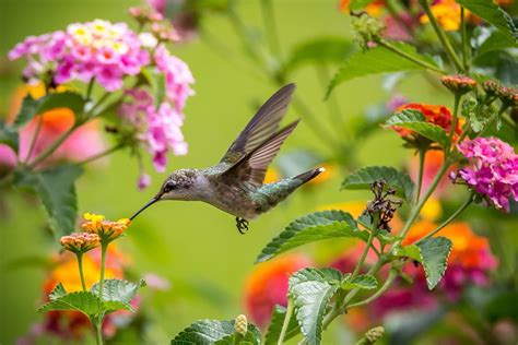 Download Flower Close Up Bird Animal Hummingbird Hd Wallpaper