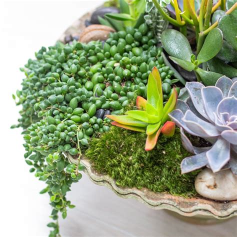 Succulent Garden In Mossy Clay Centerpiece Mcardles Floral And Garden Design