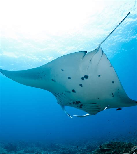 Fascinating Manta Ray Facts By Seethewild Wildlife