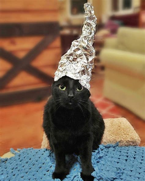Did You Know That Theres A Tinfoilcat Movement That Protects Cats
