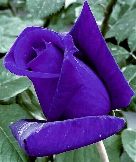 Pin By Lesliegrace Fu On Roch17 Purple Roses Pretty Flowers