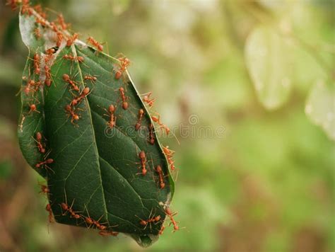 The Naturally Occurring Red Ant Nest Is Full Of Red Ants Stock Image