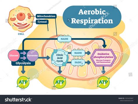 Aerobic Respiration Bio Anatomical Vector Illustration Diagram Educational Medical Scheme