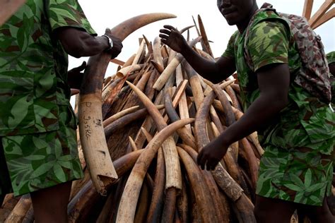 In Africa Geneticists Are Hunting Poachers The New York Times