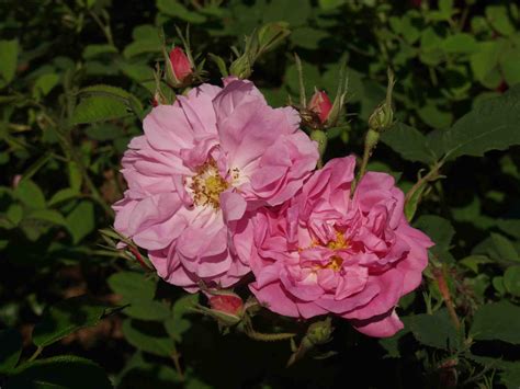 Quatre Saisons Charming Old Garden Rose Heirloom Roses Rose
