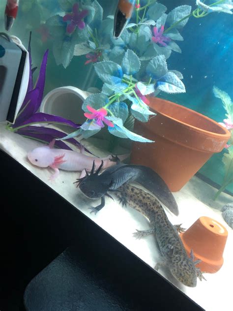 All 3 Of My Babies Posing Together Axolotls Crédit To Reembae Who
