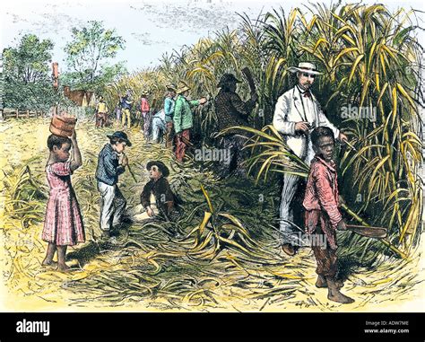 Sugar Cane Plantations In 1800s