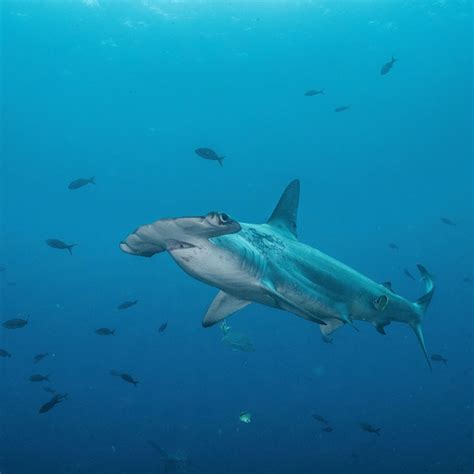Thumbscalloped Hammerhead Shark By Pelayo Salinas Save Our Seas