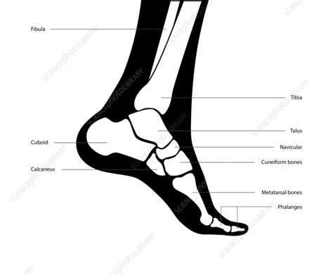 Foot Anatomy Illustration Stock Image F0361382 Science Photo