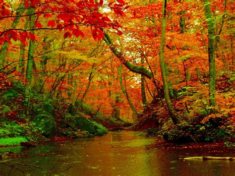 190,000+ vectors, stock photos & psd files. Autumn Forest River Desktop Background Hd Wallpapers 1560 : Wallpapers13.com