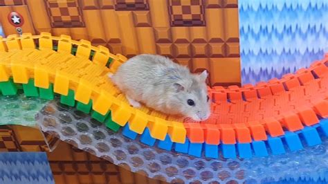 My Funny Pet Hamster In Rail Maze Obstacle Course For Hamster Youtube