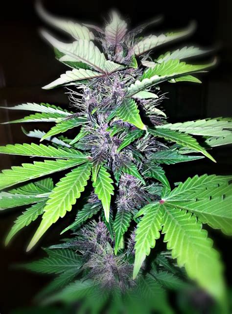 Purple Kush Auto Review Autoflowering Cannabis Blog