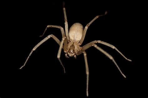 Female Brown Recluse Spider