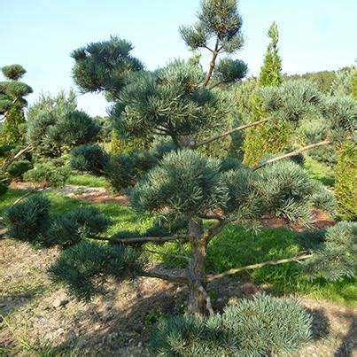 Check spelling or type a new query. Kiefern Baumschule Ammann Kiefern-Bonsai Verkauf ...