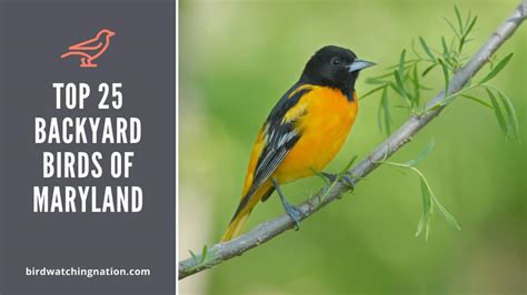 Top 25 Exciting Backyard Birds Of Maryland To Look Out For