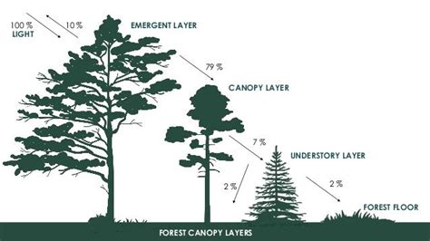 The Structure Of Woodlands Woodlands Forest Canopy Woodland