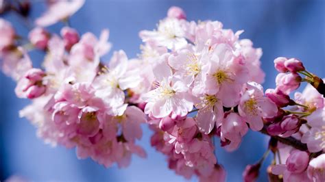 Nahaufnahme apfel mit einer liebe herz auf holzuntergrund | hd holz hintergrundbilder. HD Hintergrundbilder apfel blüte blütenblätter weiß rosa ...