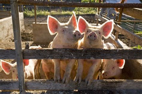 Pig Fencing Pigs At The Fence Country Country Charm Country Life