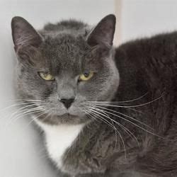 Adopting a pet means you need to commit to and take care of it for please note that the cat welfare society is not a shelter and we do not house any cats. Austin Animal Center in Austin, Texas | Cat adoption, Pets ...