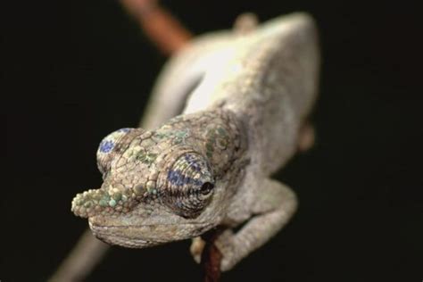 ‘rainbow Chameleon Among Three New Species Described From Madagascar