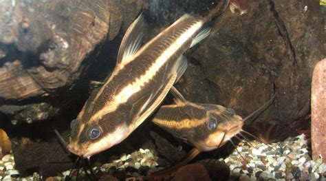 Tiny Black Catfish Toxoplasmosis