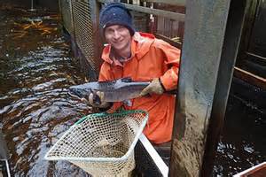 Salmon Researchers Small Juneau Hatchery Helps With Big Ideas Juneau