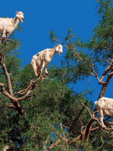 Argan Goats Bing Wallpaper Download