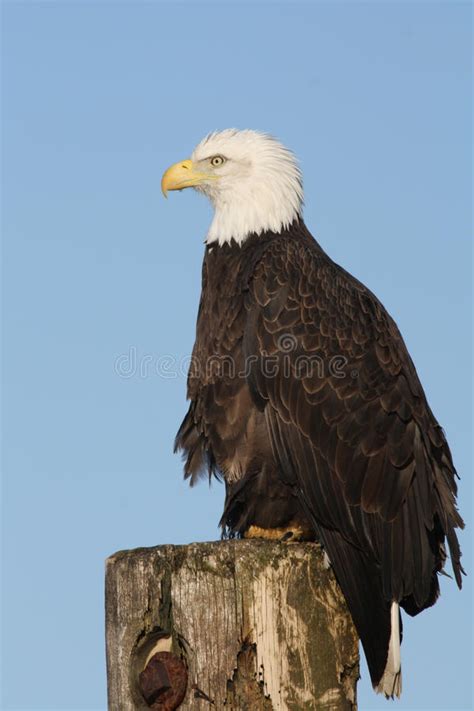 Bald Eagle Pair Facing Each Other Stock Image Image Of Attentive