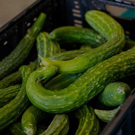 Cucumbers Plant It Forward Farms