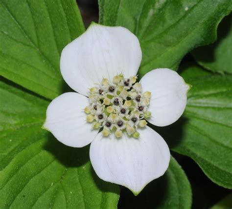 Creeping Dogwood Bunchberry Cornus Canadensis Seeds Ground Cover