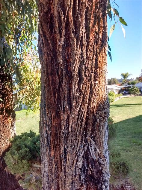 Learn all about the features of the iron bark tree (part of the eucalyptus family) with conservation ranger andrew. Eucalyptus in San Diego - Greg in San Diego