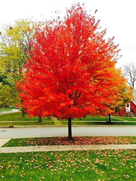 Red Sunset Maple — Affordable Trees