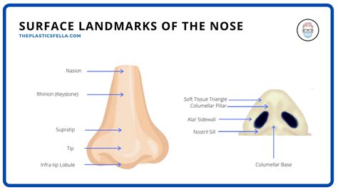Nose Anatomy Columella Greyfanic