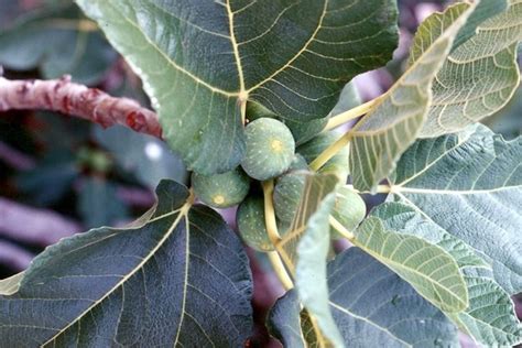 Check spelling or type a new query. Ficus carica - Ficus - Caratteristiche del Ficus carica